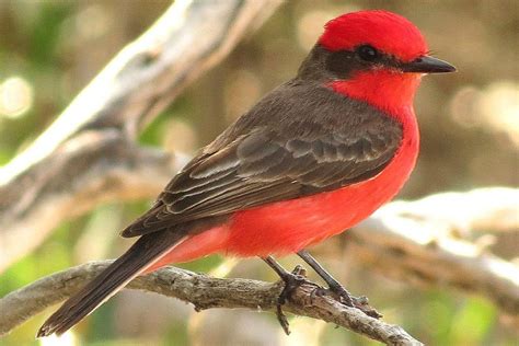 Vermilion Flycatcher - Pyrocephalus rubinus