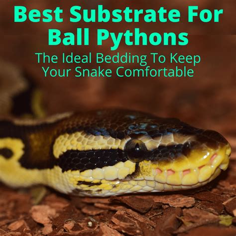 Best Substrate For Ball Pythons (Bedding To Keep Your Snake Comfortable)