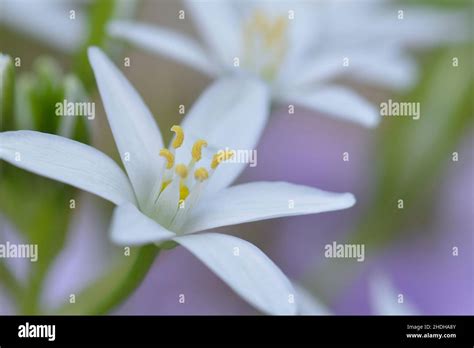 star of bethlehem, ornithogalum umbellatum, ornithogalums, ornithogalum umbellatums Stock Photo ...