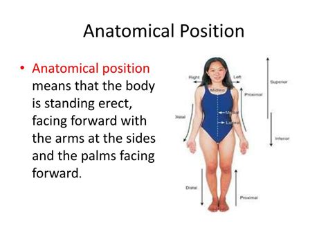 Anatomical Position Of The Body ~ Anatomical Position Body Human Diagram Blank Mikrora Standard ...