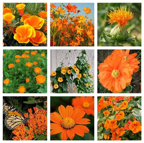 Tangerine and Orange Shades Monochromatic Flower Seed Collection - 9 Varieties