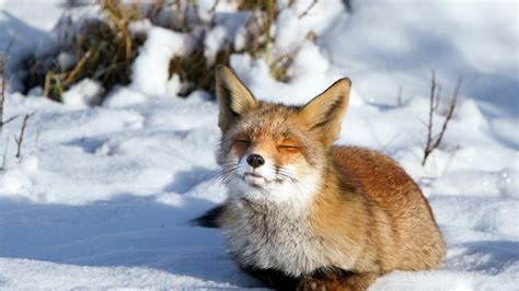 Fox in the Snow - Foxes Wallpaper (39057354) - Fanpop