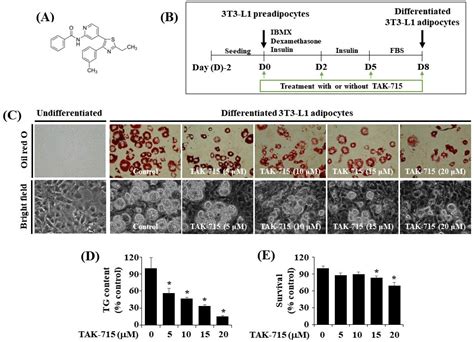 Suppression of Lipid Accumulation in the Differentiation of 3T3-L1 Preadipocytes and Human ...