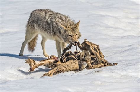 Coyote Eating Stock Photos, Pictures & Royalty-Free Images - iStock