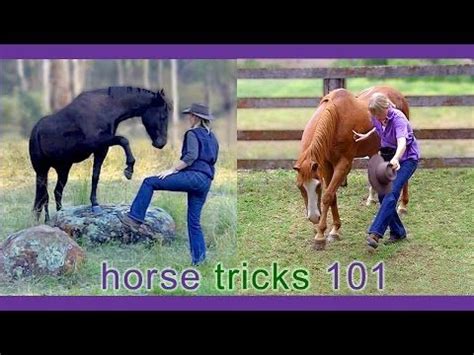 Horse Tricks 101 - Home Page | Horses, Horse tips, Horse training ground work