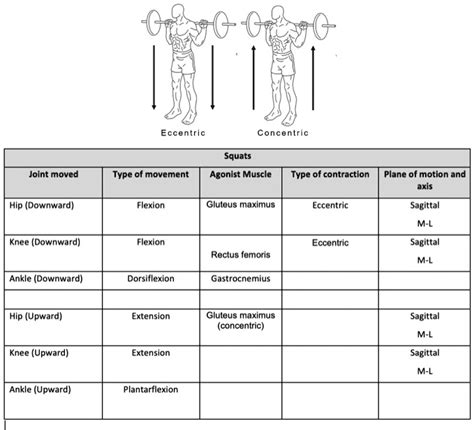 SOLVED: Eccentric Concentric Squats Joint movement Type of movement Agonist muscle Type of ...