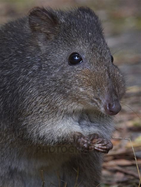 Buy Long-nosed Potoroo Image Online - Print & Canvas Photos - Martin Willis Photographs