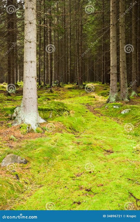 The primeval forest stock image. Image of fresh, marshy - 34896721