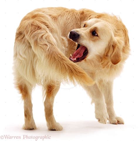 Science Seeks Answer to Why Dogs Chase Their Tails