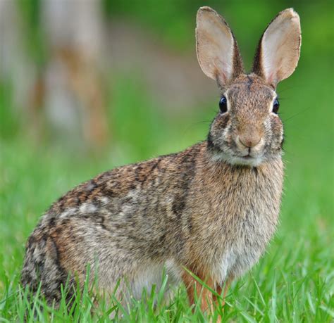 Free photo: Cottontail Rabbit - Animal, Cotton, Nature - Free Download - Jooinn