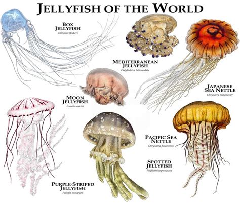 Types Of Jellyfish, Jellyfish Species, National Geographic, Freshwater Turtles, Freshwater ...