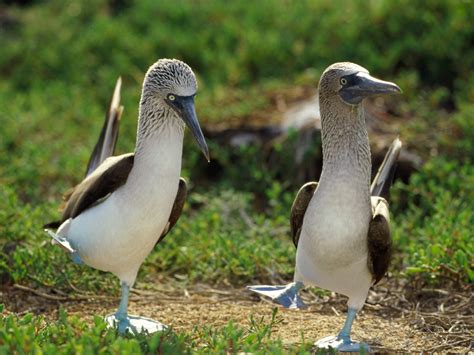 Blue Footed Booby - Dusky's Wonders