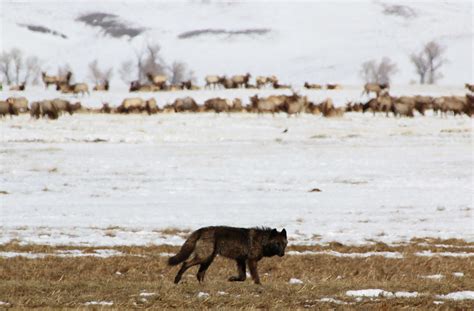 The Return of Wolves to Colorado Will Change Elk Hunting There. Here's ...