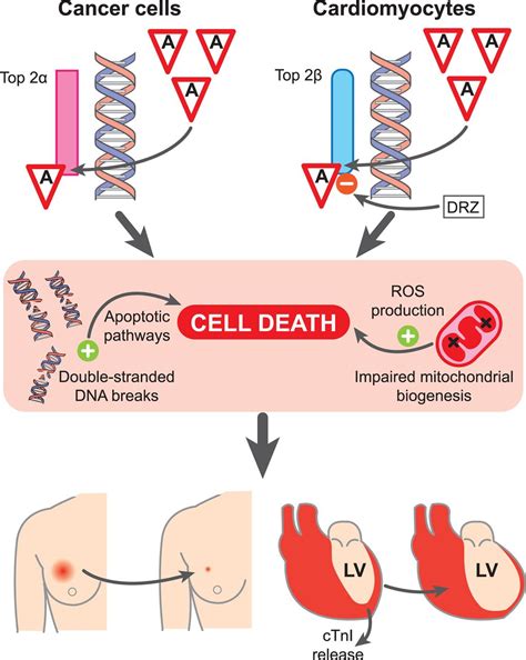 Doxorubicin Mechanism Of Action