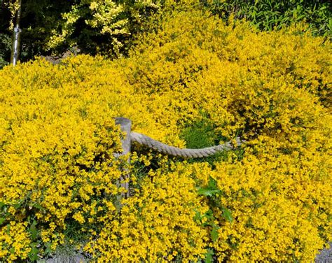 14 Pretty Yellow Shrubs that Make You Smile