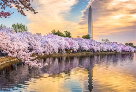 Laeacco Park Square Lake Cherry Blossoms Scenic Photography Backgrounds Vinyl Customized ...