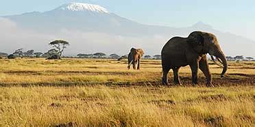 Amboseli National Park – Travel Guide, Map & More!