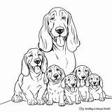 Basset Hound Coloring Pages  Free & Printable sketch template