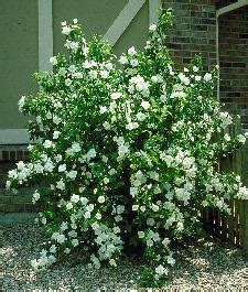 Mock Orange, Philadelphus x virginalis, Monrovia Plant