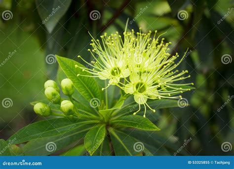 Golden Penda Flower (Xanthostemon Chrysanthus). Stock Image - Image of blossom, grass: 53325855