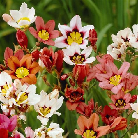 Harlequin Flower Bulbs Mix, Sparaxis Tricolor | High Country Gardens ...