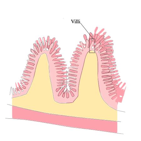 Villi in the Small Intestine | Definition, Function & Structure - Lesson | Study.com