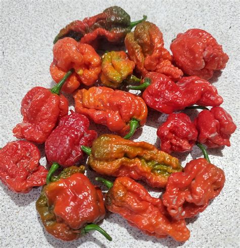 Dragon's Breath Pepper Seeds - Etsy