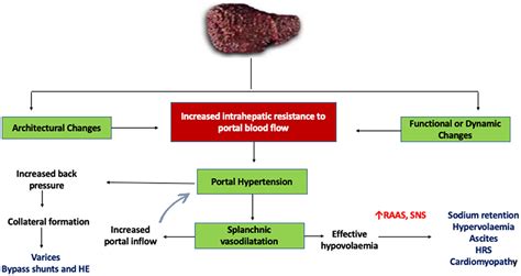 Emerging Therapeutic Targets For Portal Hypertension, 46% OFF