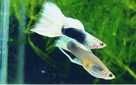 5 Deadly Guppy Diseases You Need to Avoid (Complete Guide)