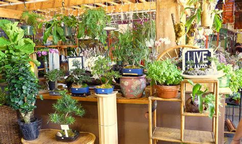 Indoor Gardening For Beginners: Basics You Should Know - Epic Gardening