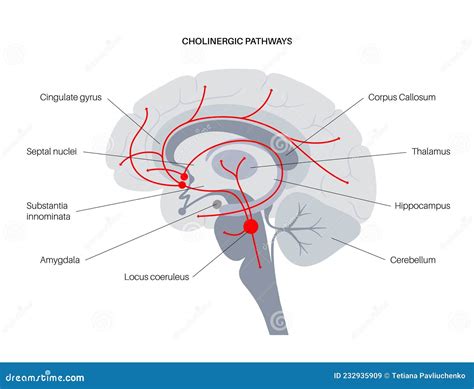 Acetylcholine Cholinergic Pathway Vector Illustration | CartoonDealer.com #232691258