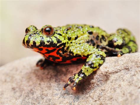 Fire-Bellied Toad - Habitat, Care, Diet, Facts - VIVO Pets