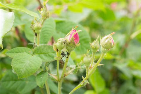 20+ How To Treat Aphid Infestation Stock Photos, Pictures & Royalty ...