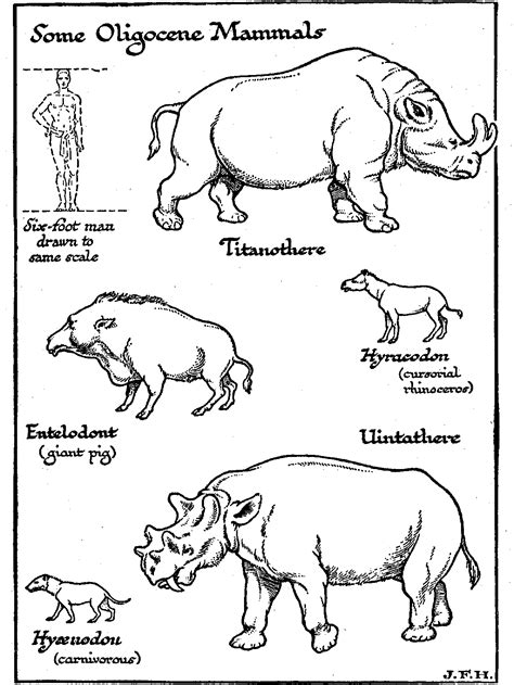 Coloring Mammals Classification Animals Nature Pages Colouring Animal ...