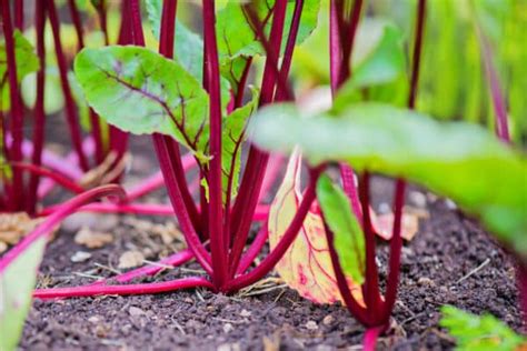 Fall Vegetables For Garden Planting - What Will Grow Well?