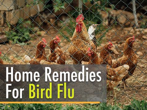 12 Herbal Home Remedies To Fight Bird Flu Or Avian Influenza - Boldsky.com