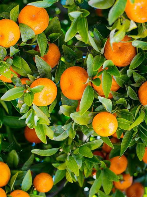 Orange Mandarin Citrus Fruit Background, Edible, Fruit, Vitamin ...