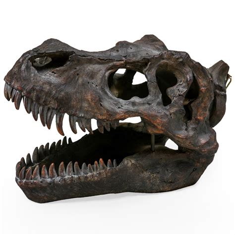 Tyrannosaurus Dinosaur Wall Head | Home Accessories | Wall Hangings