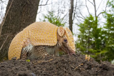 Surprising Facts About Armadillos That Will Leave You in Awe - Animal Sake