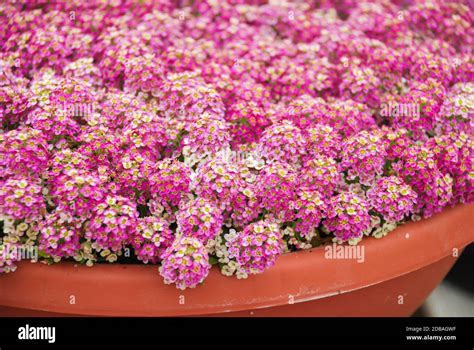 Alyssum flowers. Alyssum in sweet colors. Alyssum in a red brown pot on wood table, in a dense ...