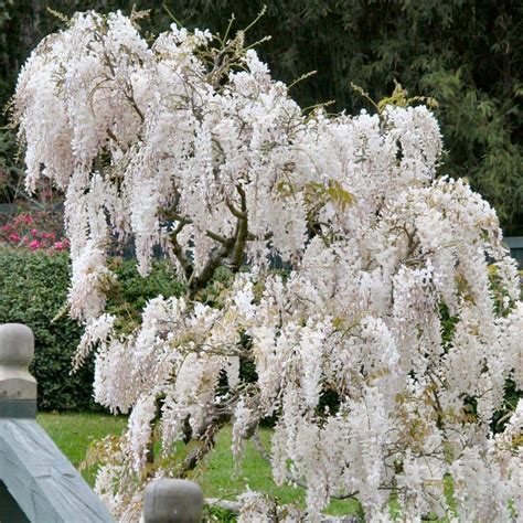 national PLANT NETWORK 2.5 Qt. Wisteria White Flowering Shrub with ...