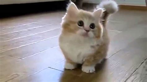 This Is Cute Fat Cat, She's Enjoy Playing With Me - YouTube