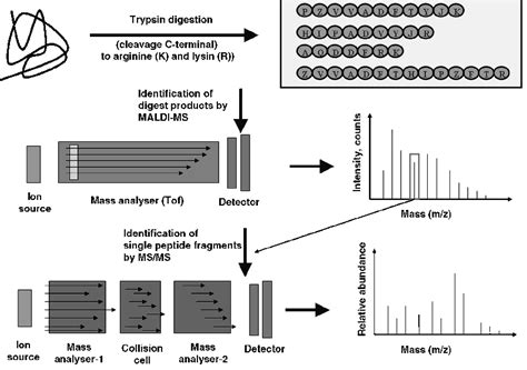 2. Schematic illustration of the identification of protein by MALDI-TOF ...