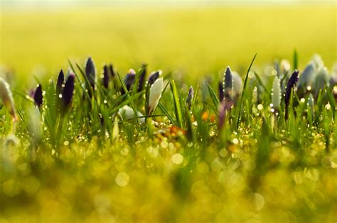 Spring Flowers Background Free Stock Photo - Public Domain Pictures