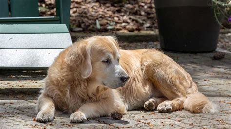 Golden Retriever Ear Care and Cleaning Guide (Infections, Trimming, Grooming) | Paws and Learn