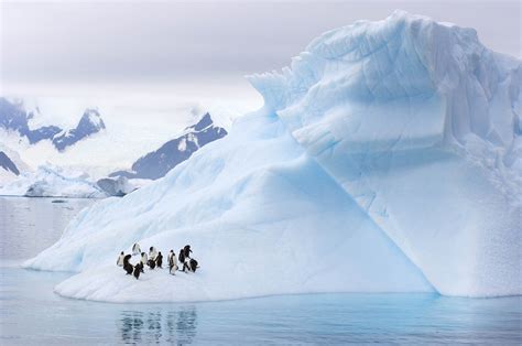 Countries Agree to Create World's Largest Marine Reserve in Antarctica ...