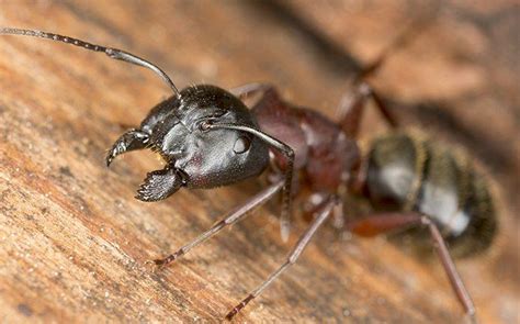 Warning Signs Of Carpenter Ant Damage | Carpenter Ant Prevention