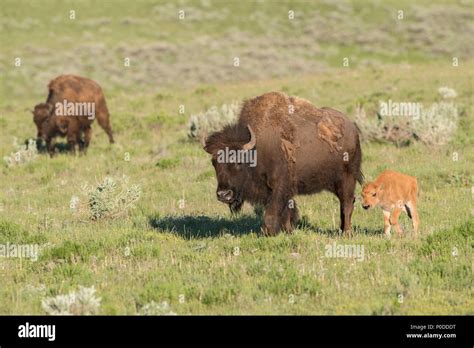 Bison cow and calf in Yellowstone Stock Photo - Alamy