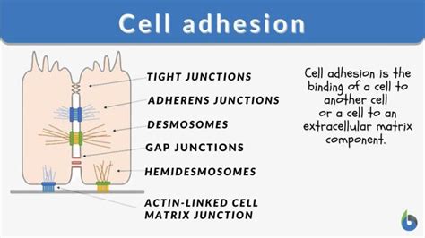 Cell adhesion Definition and Examples - Biology Online Dictionary