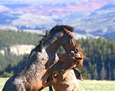 Pin by Ann Foster on Horse- Rearing | Pinterest